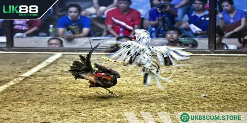Đá gà cựa sắt là bộ môn giải trí đổi thưởng siêu hút khách chơi