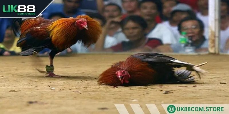 Người chơi cần nắm rõ luật khi chơi đá gà để tự tin đặt cược