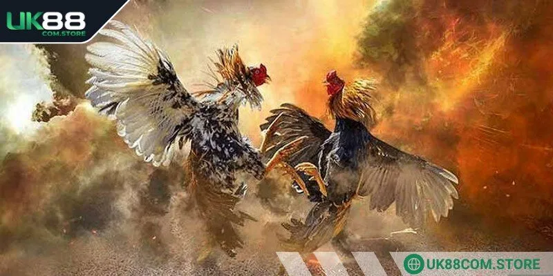 Anh em cần tìm địa chỉ đặt cược đá gà uy tín, đẳng cấp