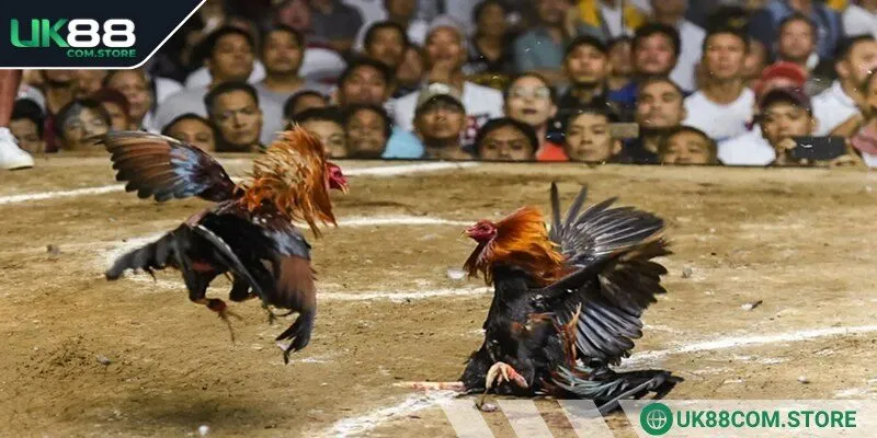 Các trận đấu tại đây hội tụ những chiến kê khỏe mạnh nhất